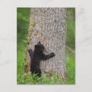 Search for national gallery postcards Black bear