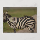 Search for hoof postcards Wildlife