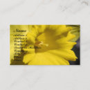 Search for daffodil photography Nature