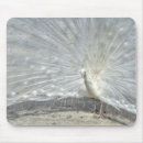 Search for peafowl electronics Feathers