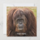 Search for ape monkey cards Wildlife