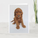 Search for goldendoodle cards Dog