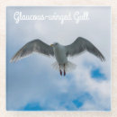 Search for winged coasters Bird