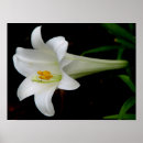 Search for white lily posters Nature