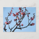 Search for plums postcards Nature