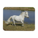 Search for miniatures magnets Equestrian