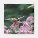 Search for weeds magnets Butterfly
