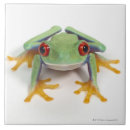 Search for frog tiles Shells