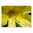 Search for daylily Yellow