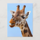Search for giraffe face postcards Wildlife