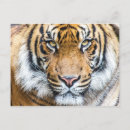Search for tiger postcards Predator