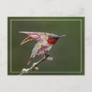 Search for stretch postcards Nature