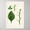 Search for stalk posters Vintage