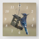Search for bluejays art Wildlife