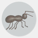 Search for ant stickers Insect