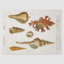 Search for mollusks Vintage
