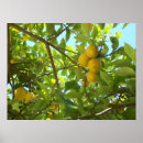 Search for lemon tree posters Green