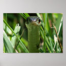 Search for garters posters Reptile