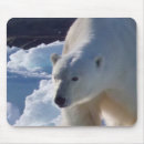 Search for warming mousepads Arctic