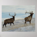 Search for wapiti posters Cervus canadensis