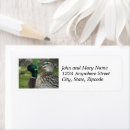 Search for mallard duck return address labels Wildlife photography