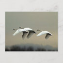 Search for tundra postcards Nature