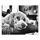 Search for bichon dog posters Animal