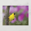 Search for bird sayings postcards Goldfinch