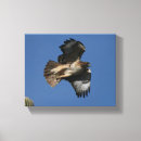 Search for red tailed hawk posters Desert