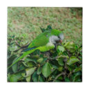 Search for parrot tiles Green