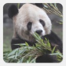 Search for endangered animal stickers Green