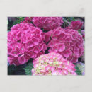 Search for pink hydrangea postcards Floral