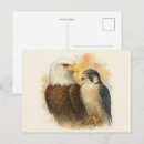 Search for peregrination postcards Birds of prey