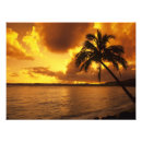 Search for ocean sunrises posters Palm tree