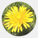 Search for dandelion stickers Nature