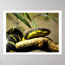 Search for yellow snakes posters Reptile