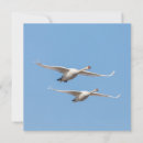 Search for fly photo cards Animals
