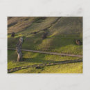 Search for rapa postcards Moai