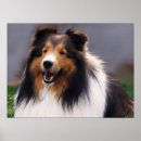 Search for sheltie posters Dogs
