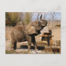 Search for elephant lovers postcards Wildlife