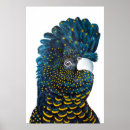 Search for black cockatoo posters Australian