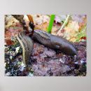Search for slug posters Slow