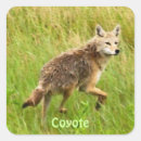 Search for coyotes stickers Animals