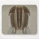 Search for fossil mousepads Paleontology