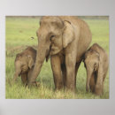 Search for asian elephant art Indian