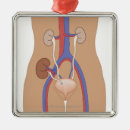 Search for transplant christmas tree decorations Medical