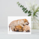 Search for pei postcards Pet