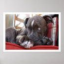 Search for pit bull puppy posters Cute