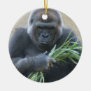 Search for silverbacks Wildlife