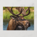Search for chuck postcards Moose